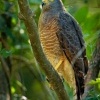 Kane krahujova - Rupornis magnirostris - Roadside Hawk o5671